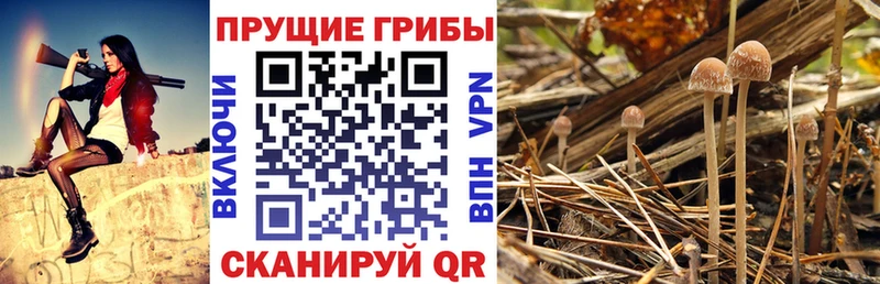 купить   Королёв  Псилоцибиновые грибы Cubensis 